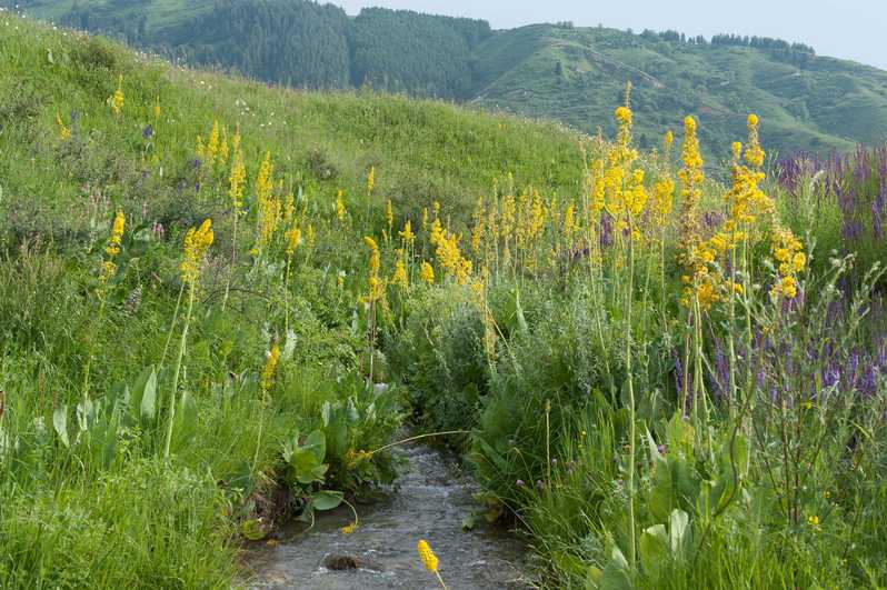 Amazing vegetation with Ligularia macrophylla